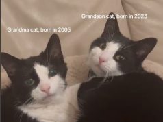 VIDEO/ Kur natyra bën copy-paste! Macja 20-vjeçare shfaqet me “nipin-klon”