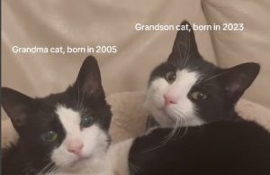 VIDEO/ Kur natyra bën copy-paste! Macja 20-vjeçare shfaqet me “nipin-klon”