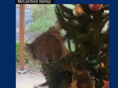 Video/ Koala surprizon një familje në Australi: Gjejnë kafshën e egër si zbukurim në pemën e Krishtlindjes