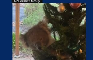 Video/ Koala surprizon një familje në Australi: Gjejnë kafshën e egër si zbukurim në pemën e Krishtlindjes