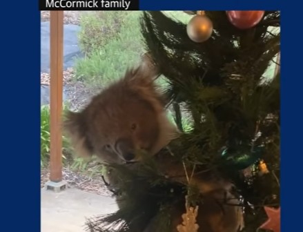 Screenshot 2025-12-13 234359