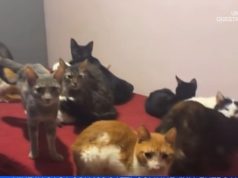 Video/ Palermo, 120 mace të mbyllura në një apartament. Debat mbi kufirin mes dashurisë për kafshët dhe keqtrajtimit të pavetëdijshëm