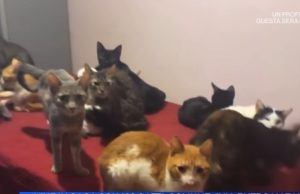 Video/ Palermo, 120 mace të mbyllura në një apartament. Debat mbi kufirin mes dashurisë për kafshët dhe keqtrajtimit të pavetëdijshëm