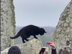 Video/ Macja e zezë vodhi vëmendjen në Stonehenge ndërsa mijëra festonin solsticin e dimrit