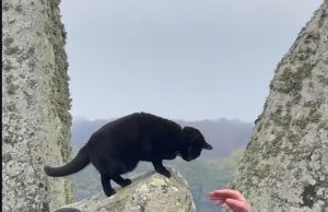 Video/ Macja e zezë vodhi vëmendjen në Stonehenge ndërsa mijëra festonin solsticin e dimrit