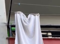 Mos mendoni kurrë: Macja ime nuk bie. Të gjitha rrëzohen nga ballkoni apo dritarja. Ja arsyet!