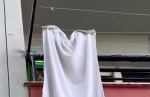 Mos mendoni kurrë: Macja ime nuk bie. Të gjitha rrëzohen nga ballkoni apo dritarja. Ja arsyet!