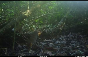 Shfaqet në Borneo macja me kokë të sheshtë, një nga më të rrallat në botë (Video)