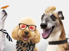 Gjithnjë e më shumë familje zgjedhin të adoptojnë kafshë shtëpiake në Itali. Por ja pse po rritet ky trend në vendin fqinjë