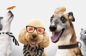 Gjithnjë e më shumë familje zgjedhin të adoptojnë kafshë shtëpiake në Itali. Por ja pse po rritet ky trend në vendin fqinjë