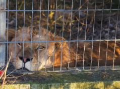 CNN: Luani Erion dhe arusha Flora të mbajtur ilegalisht si kafshë shtëpiake në Shqipëri gjejnë strehë të re në Gjermani