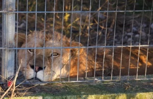 CNN: Luani Erion dhe arusha Flora të mbajtur ilegalisht si kafshë shtëpiake në Shqipëri gjejnë strehë të re në Gjermani