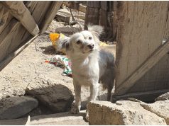 Historia prekëse e qenit që kërkon familjen. Çdo ditë shkon te rrënojat dhe kuis…që prej tërmetit të 31 gushtit në Afganistan