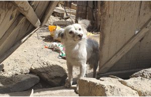 Historia prekëse e qenit që kërkon familjen. Çdo ditë shkon te rrënojat dhe kuis…që prej tërmetit të 31 gushtit në Afganistan