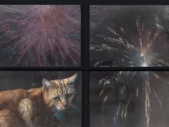 Jo fishekzjarrëve të Vitit të Ri, trembin dhe vrasin kafshët. Alternativat ekzistojnë, bashkitë të tregohen më të guximshme