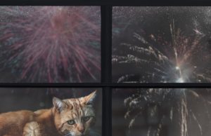 Jo fishekzjarrëve të Vitit të Ri, trembin dhe vrasin kafshët. Alternativat ekzistojnë, bashkitë të tregohen më të guximshme