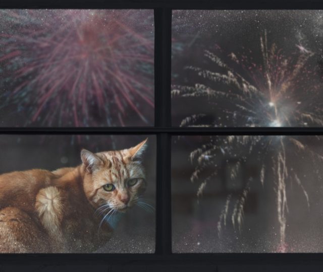 gatti-e-botti-di-capodanno_900x760