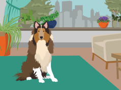 Lista e luleve helmuese/ Si të rrisni bimë në shtëpi pa rrezikuar kafshët tuaja.