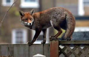 Ekspertët paralajmërojnë: Pse nuk duhet të ushqehen dhelprat nga njerëzit