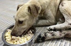 Teo nuk ia doli. Qeni që u tërhoq zvarrë me makinë nuk u mbijetoi plagëve.