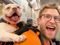 “Më birëso!” I riu merr qentë e pastrehë mbi shpinë dhe i shëtit nëpër New York për t’i gjetur familje