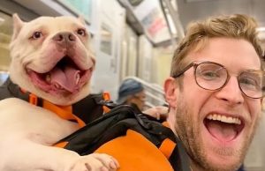 “Më birëso!” I riu merr qentë e pastrehë mbi shpinë dhe i shëtit nëpër New York për t’i gjetur familje