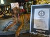 Ozzy, qeni që hyn në Librin Guinness: rekordi botëror për gjuhën më të gjatë