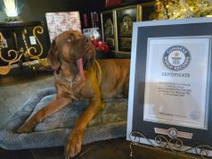 Ozzy, qeni që hyn në Librin Guinness: rekordi botëror për gjuhën më të gjatë