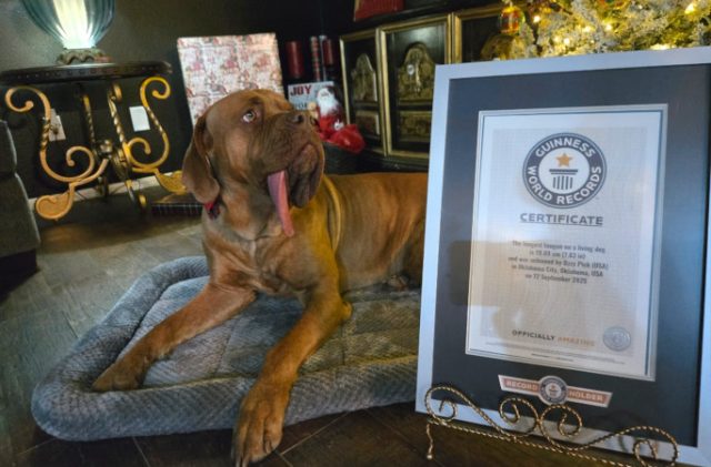 longest-tongue-dog-ozzy-and-gwr-certificate