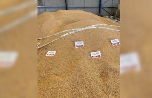 Serbia sjell misrin me aflatoxin në Shqipëri