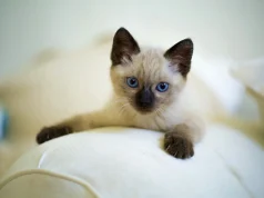 Tajlanda shpall macet simbol kombëtar – pesë racat tradicionale marrin status zyrtar