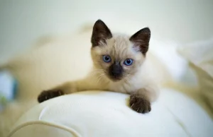 Tajlanda shpall macet simbol kombëtar – pesë racat tradicionale marrin status zyrtar