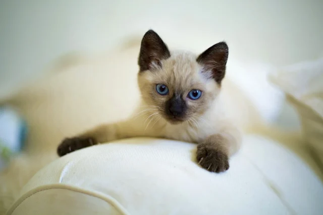 siamese-kitten-on-a-couch