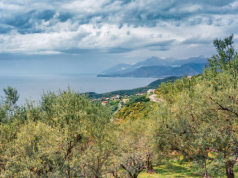 “Thahet” vaji i ullirit, ulje prodhimi, rritje çmimesh, frenim eksporti