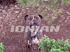 Rasti tragjik në Greqi: Pse ndodhin sulmet nga pitbullët