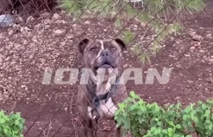 Rasti tragjik në Greqi: Pse ndodhin sulmet nga pitbullët