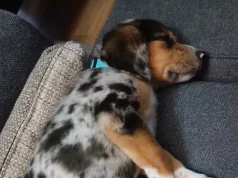 Gjejnë një këlysh qeni të braktisur në pyll, testi i ADN-së zbulon një të vërtetë të papritur