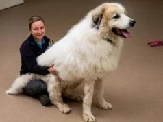 Brody, qenin “gjigant” që preku Britaninë: nga braktisja te një familje e re pas një udhëtimi 800 km