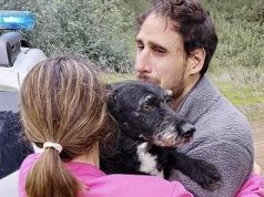 Spanjë: “Boro” kthehet në shtëpi, gjendet qeni i humbur pas aksidentit tragjik hekurudhor në Andaluzí