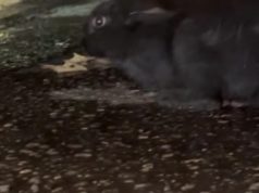 E pazakontë në Tiranë/ Arratiset lepuri i butë. Kërkohen pronarët