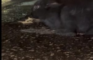 E pazakontë në Tiranë/ Arratiset lepuri i butë. Kërkohen pronarët