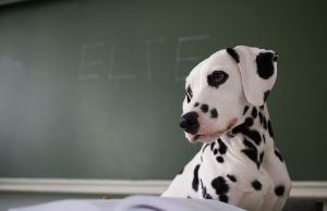 Studimi: Disa qen shumë inteligjentë mësojnë fjalë të reja thjesht duke përgjuar bisedat