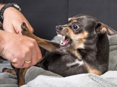 Fajin e ka njeriu/ Veterineri paralajmëron: Agresiviteti i qenve nuk lind papritur, ja shenjat që pronarët injorojnë