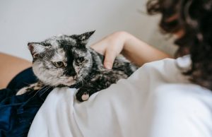 Cat Therapy: si funksionon dhe ku aplikohet