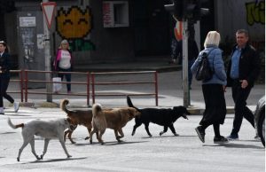 Alarm në Shkup: Qen nga Shqipëria dyshohet se po futen ilegalisht në Maqedoninë e Veriut