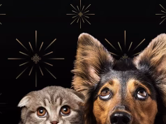 Pas Vitit të Ri, kafshët shtëpiake përballen me stres dhe pasoja nga fishekzjarret