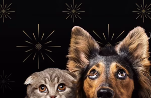 Pas Vitit të Ri, kafshët shtëpiake përballen me stres dhe pasoja nga fishekzjarret