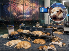 Aeroportet në Gjermani, strehë e sigurt për qentë gjatë natës së Vitit të Ri