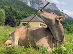 Një lopë në Austri befason shkencëtarët: krruan kurrizin me bishtin e fshesës (Video)