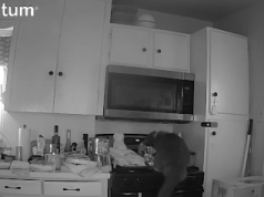 VIDEO / “Macja zjarrvënëse” – Kërcen mbi sobë, ndez flakët dhe i vë zjarrin kuzhinës brenda pak minutash